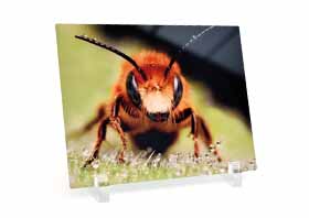 Stampa Foto su Alluminio Chromaluxe - Graphic Shot